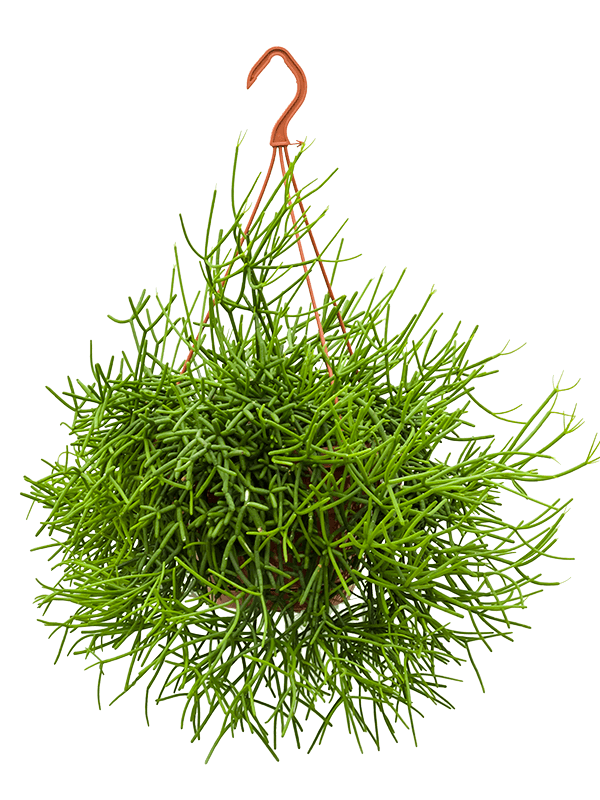 
                  
                    Rhipsalis heteroclada retombant, format de 55 cm en pot de culture de 21 cm
                  
                