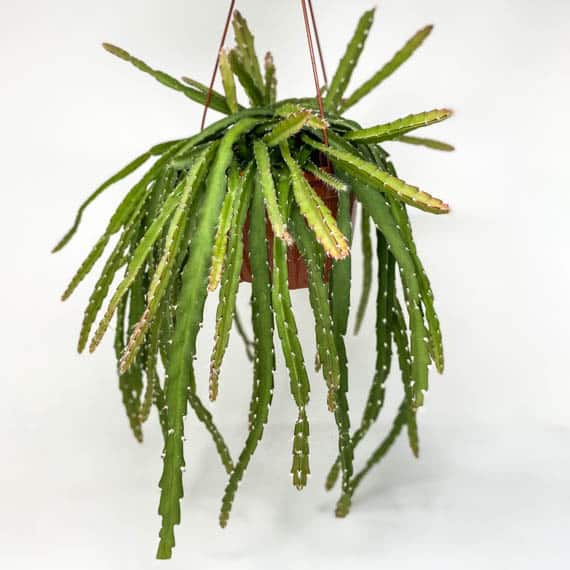
                  
                    Rhipsalis cruciformis
                  
                