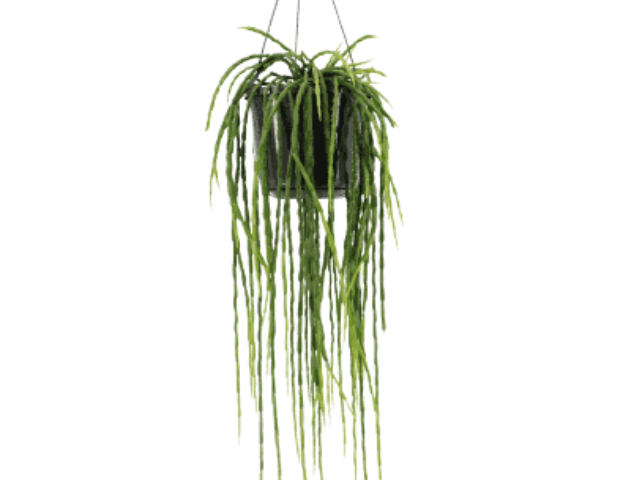
                  
                    Rhipsalis paradoxa
                  
                