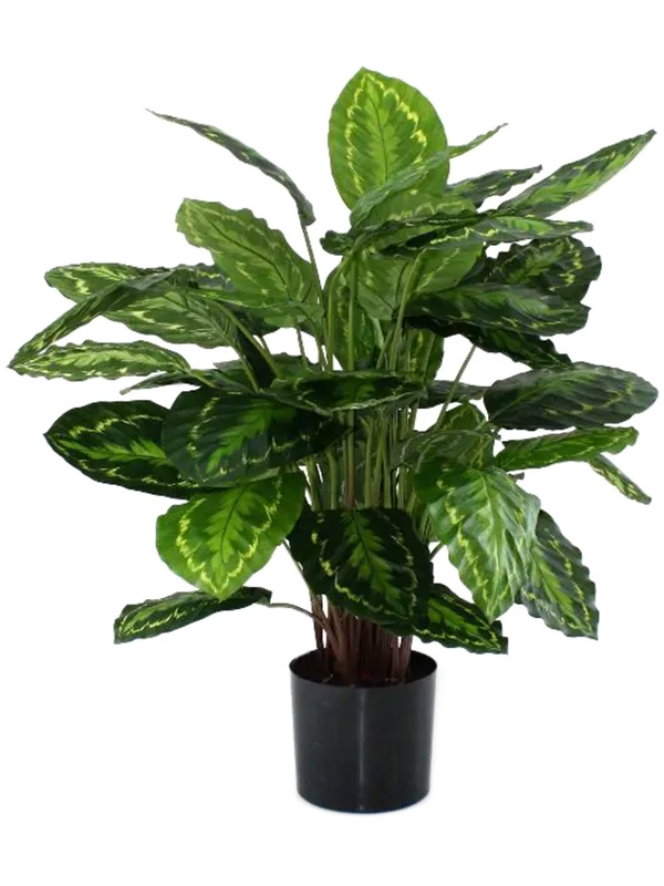 Calathea Rosea Picta artificielle, touffe de feuilles ovales à motifs verts et pot noir