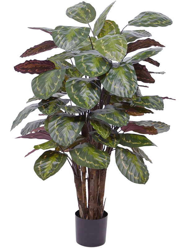Calathea Roseopicta artificielle, larges feuilles vertes à revers pourpre et axes apparents