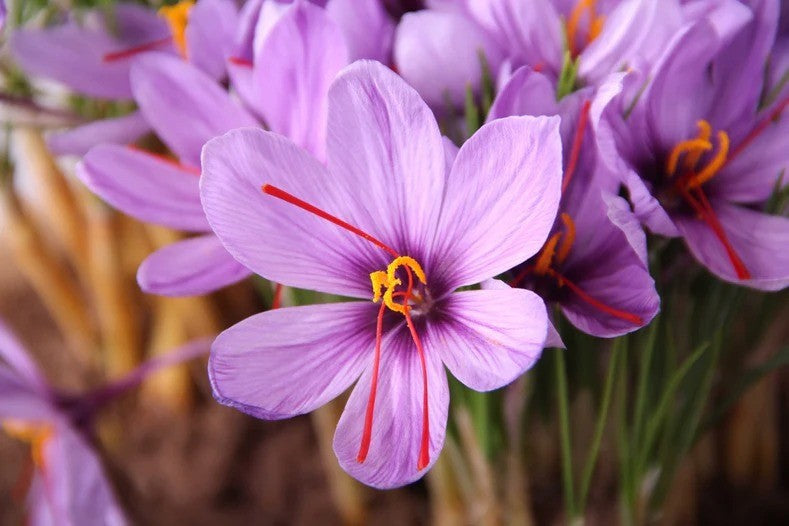 
                  
                    Crocus sativus Safran
                  
                