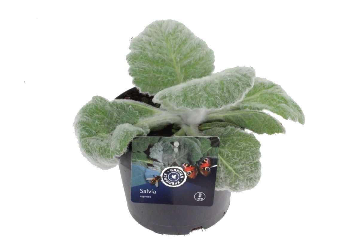 Salvia argentea, sujet en pot de culture de 17 cm, format 20 cm — référence F00003189 proposée par lot de 6 plantes