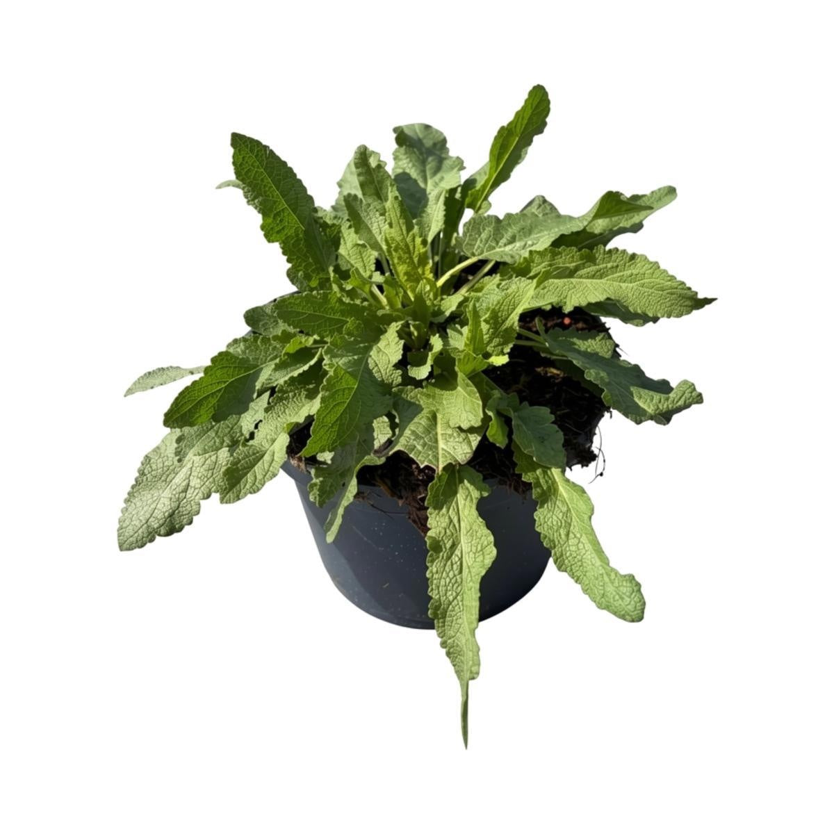 Salvia nemorosa ‘Amethyst’, sujet en pot de culture de 17 cm, format 30 cm — référence F00016179 proposée par lot de 93 plantes