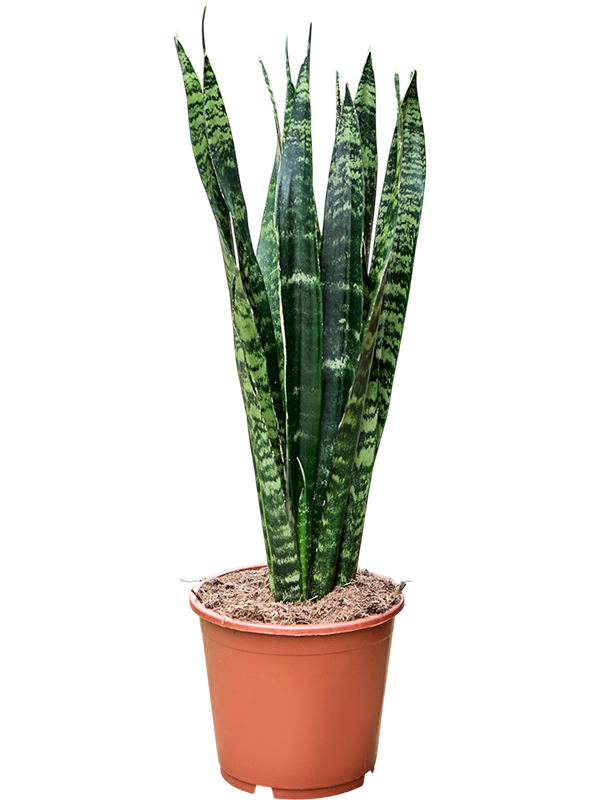 
                  
                    Sansevieria trifasciata Black Coral de 65 cm, pot de culture 17 cm, sur fond blanc
                  
                