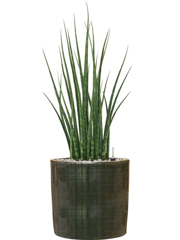 Sansevieria cylindrica Fernwood Mikado en pot Plain Striped Olive, composition prête à installer