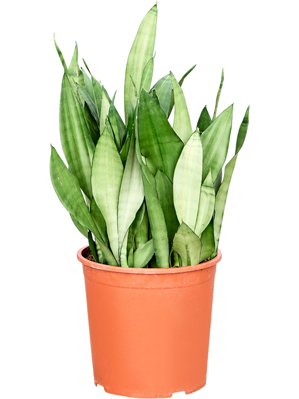 
                  
                    Sansevieria trifasciata Moonshine — hauteur 70 cm, pot de culture de 30 cm
                  
                