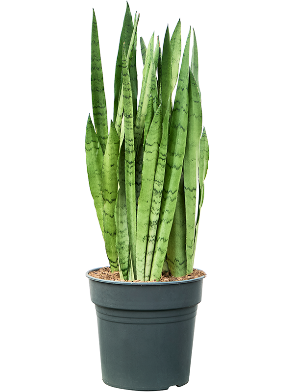 
                  
                    Sansevieria trifasciata Silver Mist — référence 4SASMTU01
                  
                