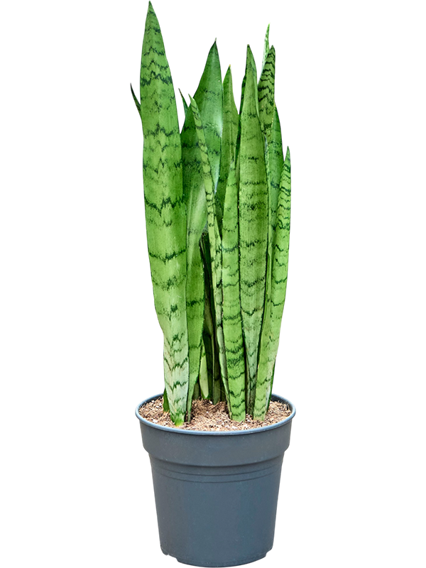 
                  
                    Sansevieria trifasciata Silver Mist — référence 4SASMTU21
                  
                