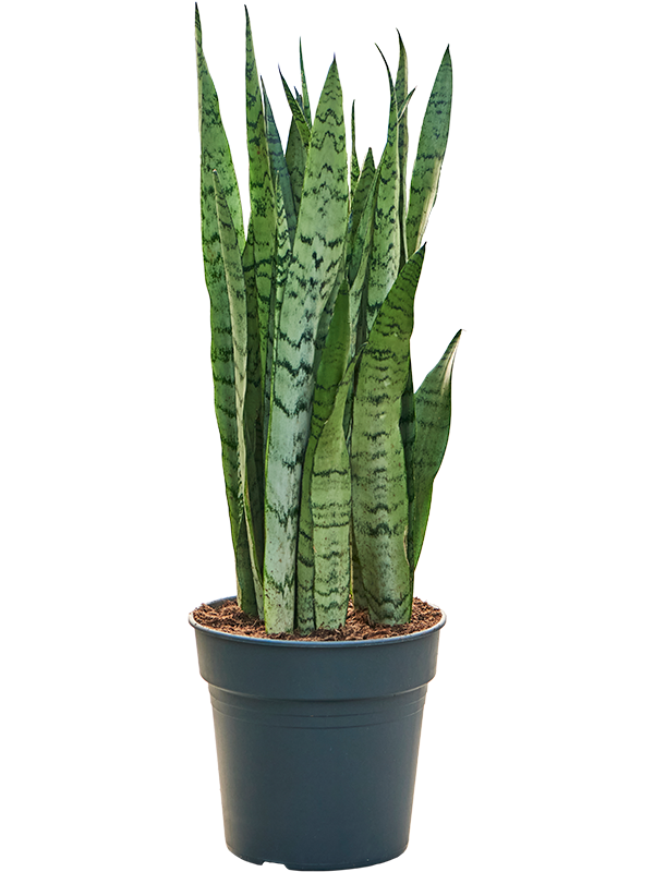 
                  
                    Sansevieria trifasciata Silver Mist — référence 4SASMTU24
                  
                