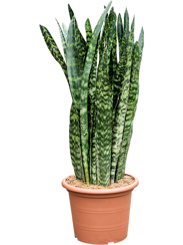 Sansevieria trifasciata Black Coral de 95 cm, feuilles dressées vert sombre marbrées, pot de culture de 30 cm