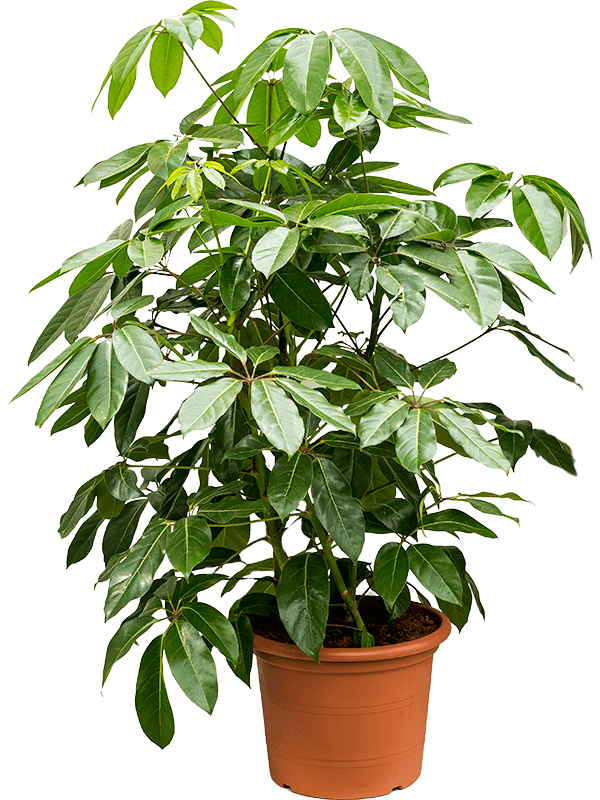 
                  
                    Schefflera actinophylla Amate, touffe, 4 pieds dans un pot, hauteur 130 cm, pot de 40 cm
                  
                