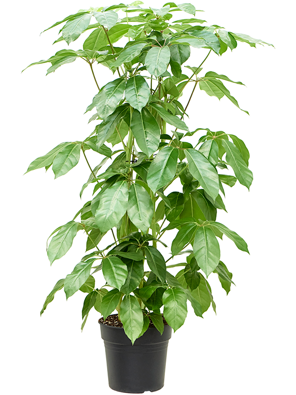 
                  
                    Schefflera actinophylla Amate, touffe, 3 pieds dans un pot, hauteur 150 cm, pot de 30 cm
                  
                