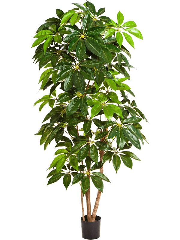 Schefflera Amate Colonne artificiel, grandes feuilles vertes et troncs naturels, format 220 cm
