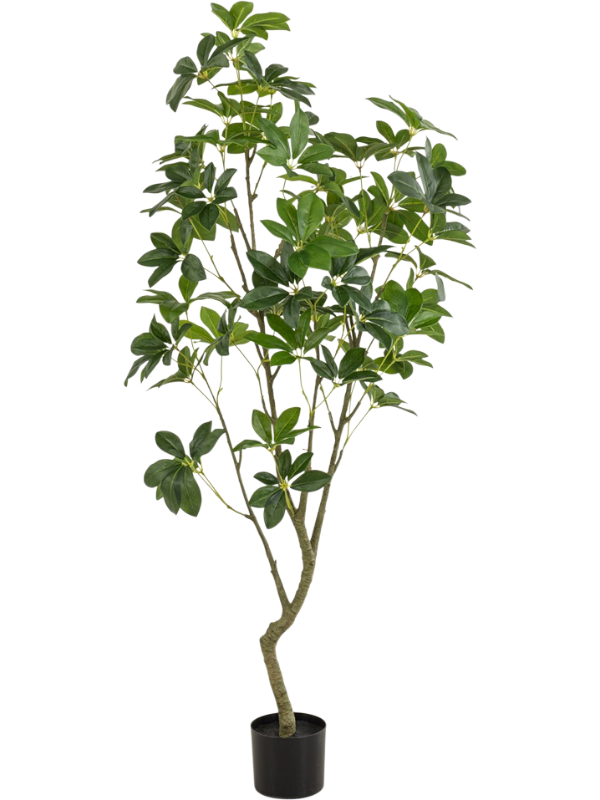 
                  
                    Schefflera artificiel vert de 150 cm, feuillage en ombrelles et tronc ramifié, pot de base noir
                  
                