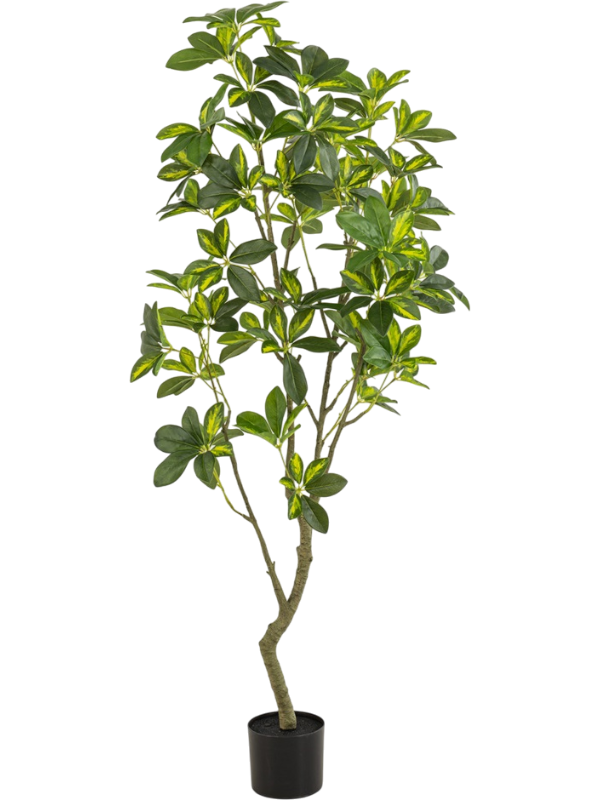 
                  
                    Schefflera artificiel panaché vert et jaune de 150 cm, avec pot de base noir
                  
                