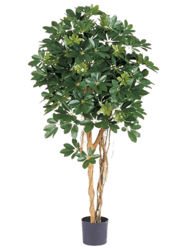 Schefflera Ballon sur tige artificiel, couronne verte arrondie et pot de base noir
