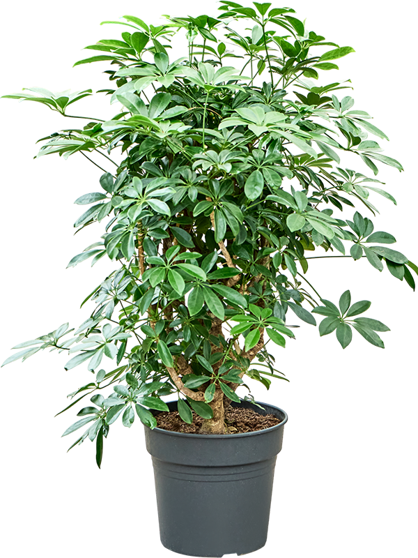 
                  
                    Schefflera arboricola Compacta en colonne, hauteur 100 cm, pot de 30 cm
                  
                