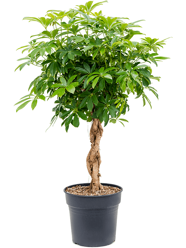 
                  
                    Schefflera arboricola Compacta, tige torsadée, hauteur 125 cm, pot de 30 cm
                  
                