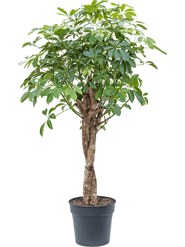 
                  
                    Schefflera arboricola Compacta, tige tressée, hauteur 140 cm, pot de 30 cm
                  
                