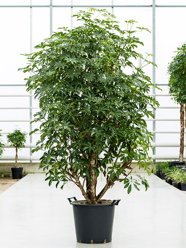 
                  
                    Schefflera arboricola Compacta ramifié, hauteur 140 cm, pot de 45 cm
                  
                