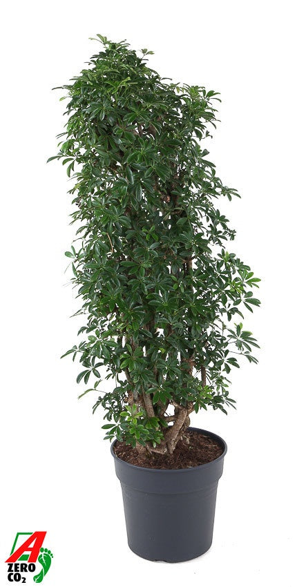 
                  
                    Schefflera arboricola Compacta, hauteur 140 cm, en terreau dans un pot de culture de 31 cm
                  
                