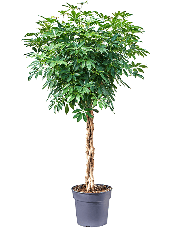 
                  
                    Schefflera arboricola Compacta, 4 tiges torsadées, hauteur 150 cm, pot de 34 cm
                  
                