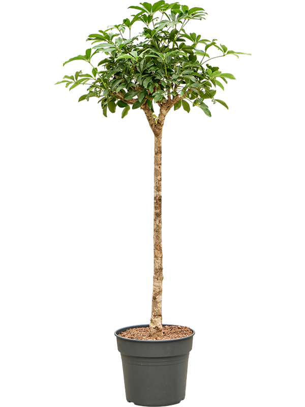 
                  
                    Schefflera arboricola Compacta sur tige, hauteur 160 cm, pot de culture de 34 cm
                  
                