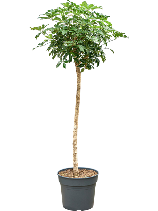 
                  
                    Schefflera arboricola Compacta sur tige, hauteur 180 cm, pot de culture de 38 cm
                  
                