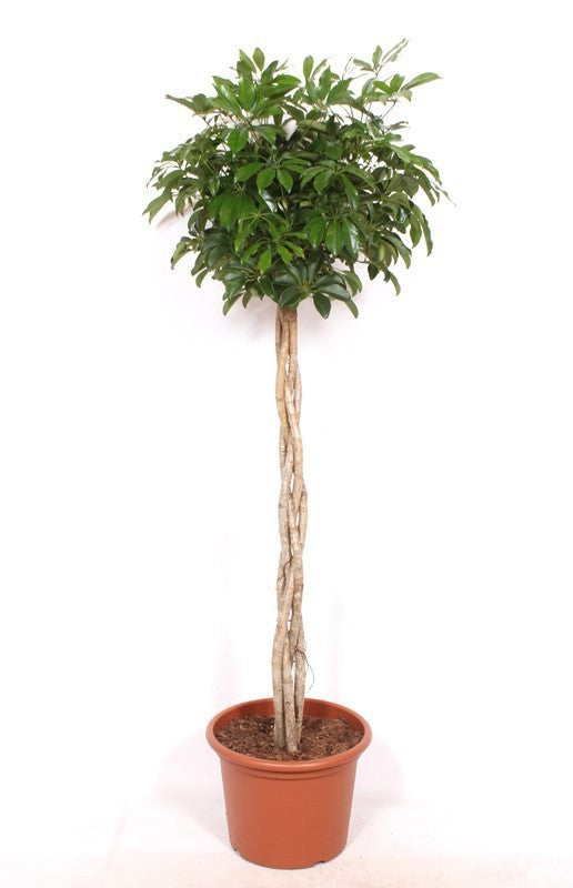 
                  
                    Schefflera arboricola Compacta tressé, hauteur 180 cm, pot de culture de 40 cm
                  
                