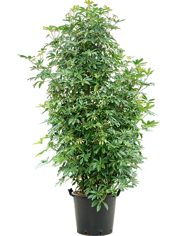 
                  
                    Schefflera arboricola Compacta ramifié, hauteur 200 cm, pot de 48 cm
                  
                