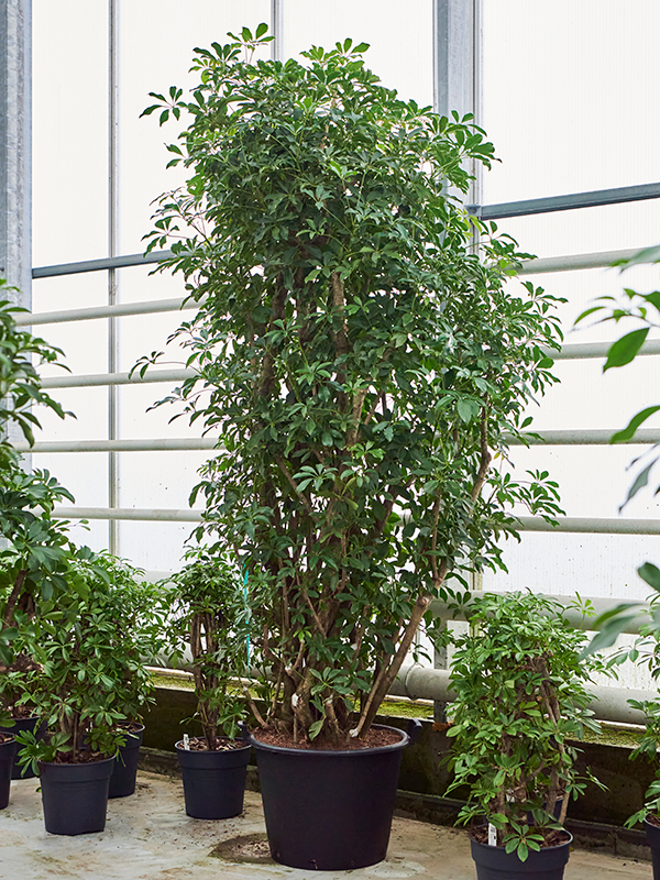 
                  
                    Schefflera arboricola Compacta ramifié, hauteur 200 cm, pot de 70 cm
                  
                