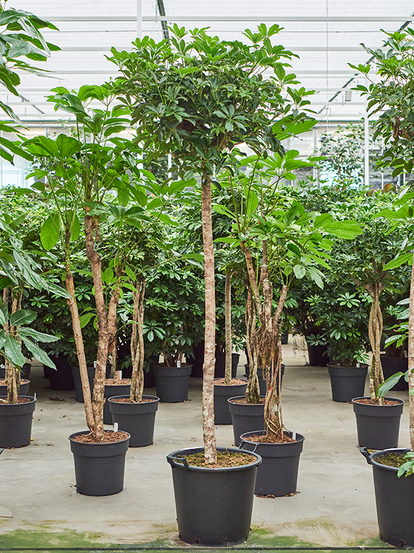 
                  
                    Schefflera arboricola Compacta sur tige, hauteur 220 cm, pot de 45 cm
                  
                