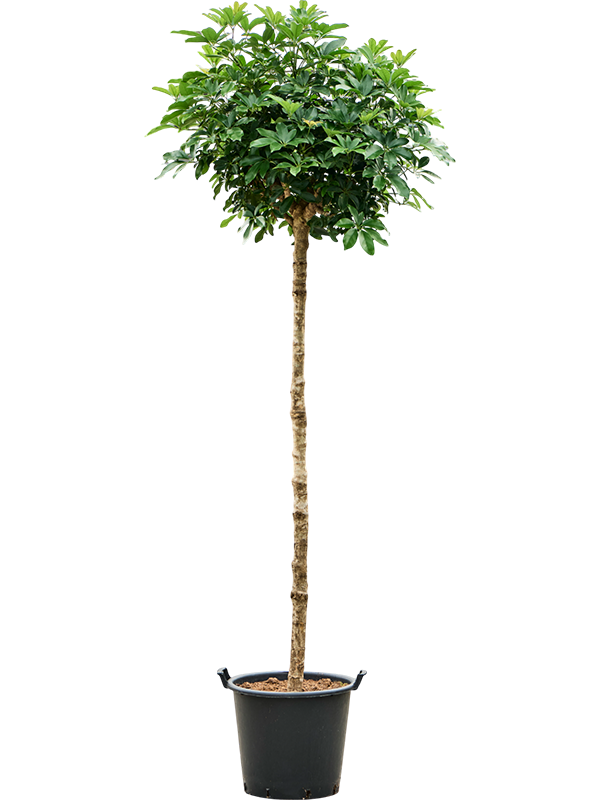 
                  
                    Schefflera arboricola Compacta sur tige, hauteur 260 cm, pot de culture de 50 cm
                  
                