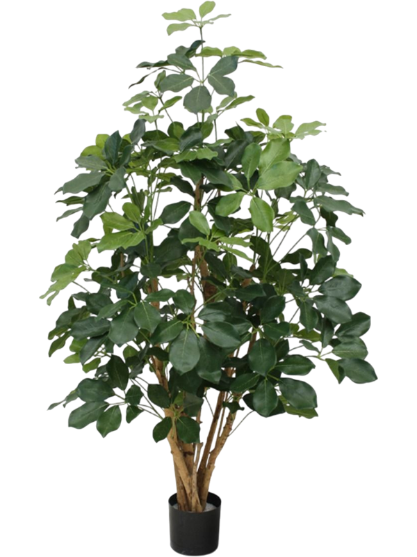 
                  
                    Schefflera Exotica (FR) artificiel, feuillage vert en ombrelles et silhouette ramifiée
                  
                