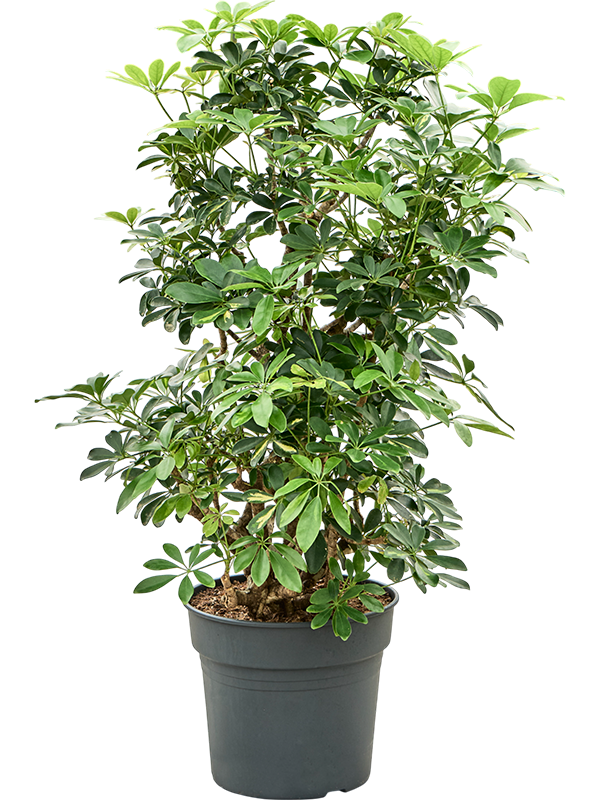 
                  
                    Schefflera arboricola Gold Capella ramifié en terreau, format 110 cm
                  
                