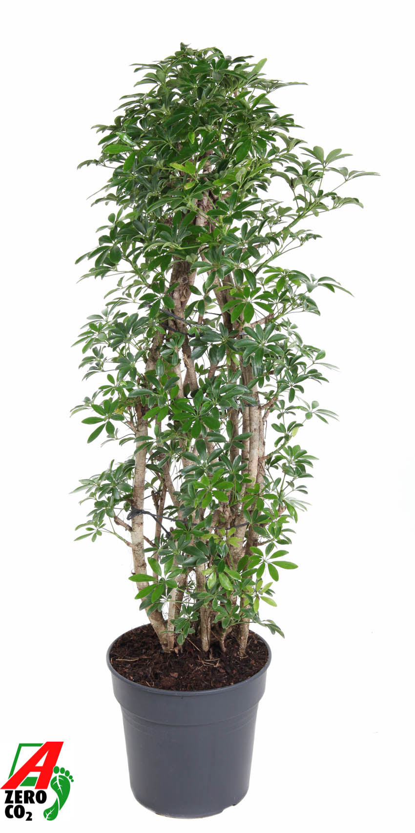 
                  
                    Schefflera arboricola Luseana ramifié, hauteur 130 cm, pot de culture de 31 cm
                  
                