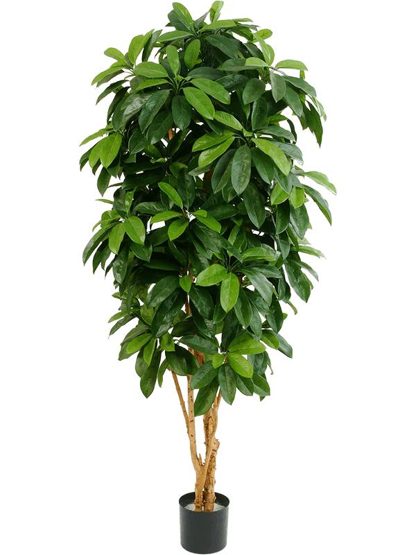 
                  
                    Schefflera Ramifié artificiel, format 172 cm, feuillage vert allongé et troncs naturels
                  
                