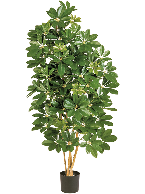 
                  
                    Schefflera Ramifié artificiel, hauteur 80 cm, feuillage vert et troncs naturels
                  
                