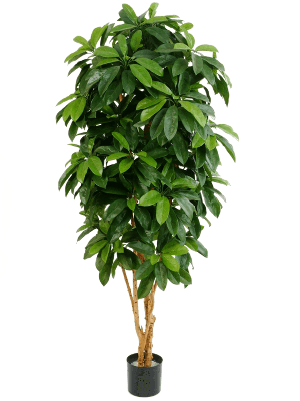 
                  
                    Schefflera Ramifié (FR) artificiel, format 140 cm, feuillage vert et troncs naturels
                  
                