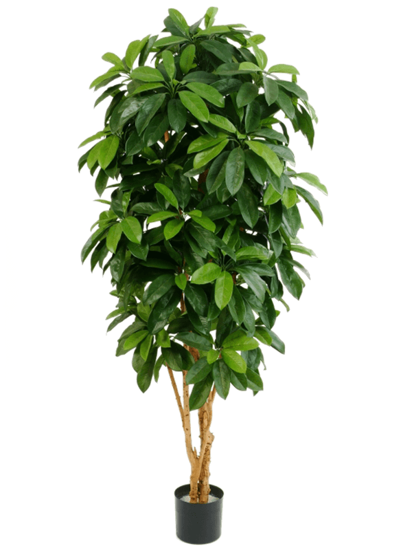 
                  
                    Schefflera Ramifié (FR) artificiel, format 170 cm, feuillage vert et troncs naturels
                  
                