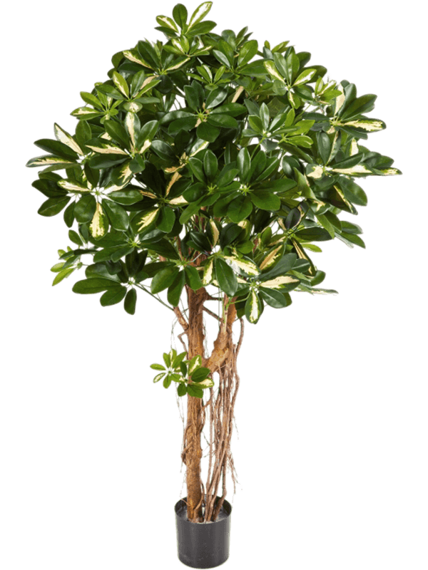 Schefflera Var. Ballon sur tige artificiel 110 cm, couronne panachée verte et crème