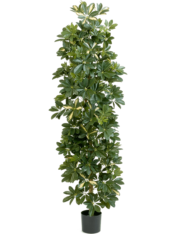 Schefflera Var. Colonne artificiel, feuillage panaché vert et crème, format 180 cm
