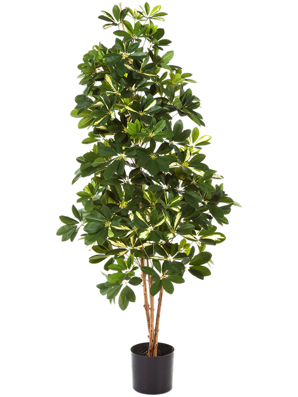 
                  
                    Schefflera Var. Ramifié artificiel, feuillage panaché et tronc naturel, hauteur 80 cm
                  
                