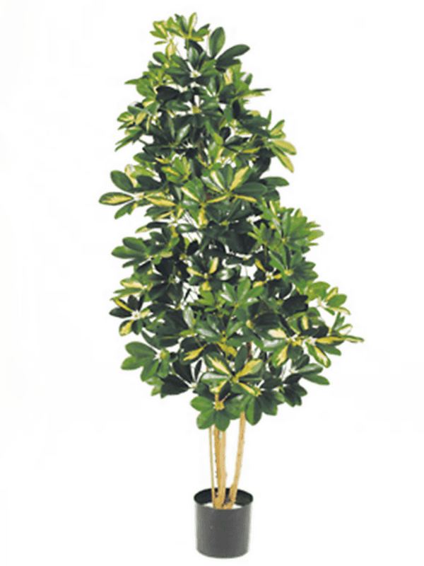 
                  
                    Schefflera Var. Ramifié artificiel, feuillage panaché et tronc naturel, hauteur 110 cm
                  
                