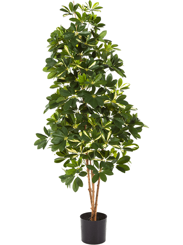 
                  
                    Schefflera Var. Ramifié artificiel, feuillage panaché et tronc naturel, hauteur 140 cm
                  
                