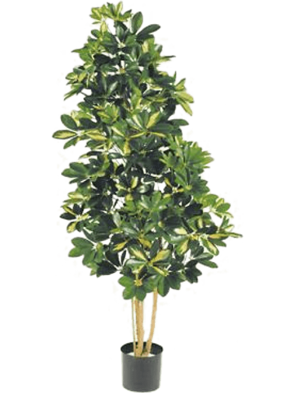 
                  
                    Schefflera Var. Ramifié artificiel, feuillage panaché et tronc naturel, hauteur 170 cm
                  
                