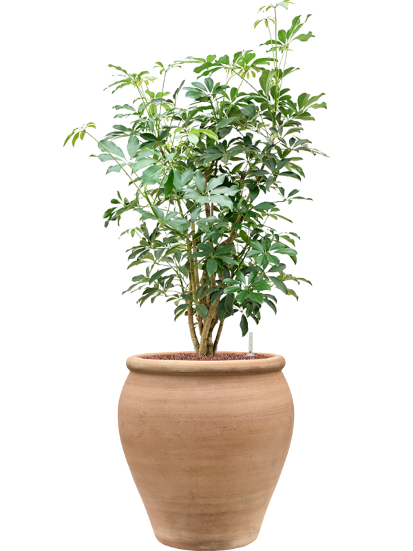 Schefflera