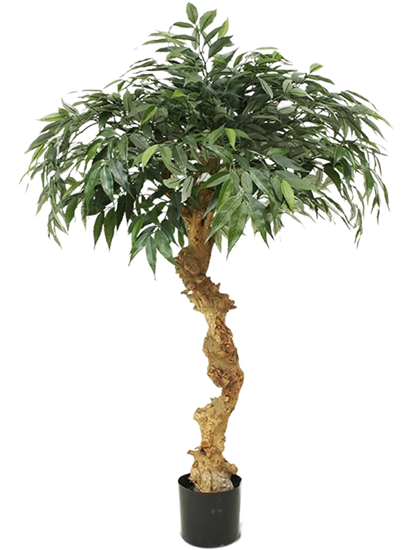 Shirakashi Buisson artificiel au feuillage vert dense et au tronc sinueux, dans son pot de base noir
