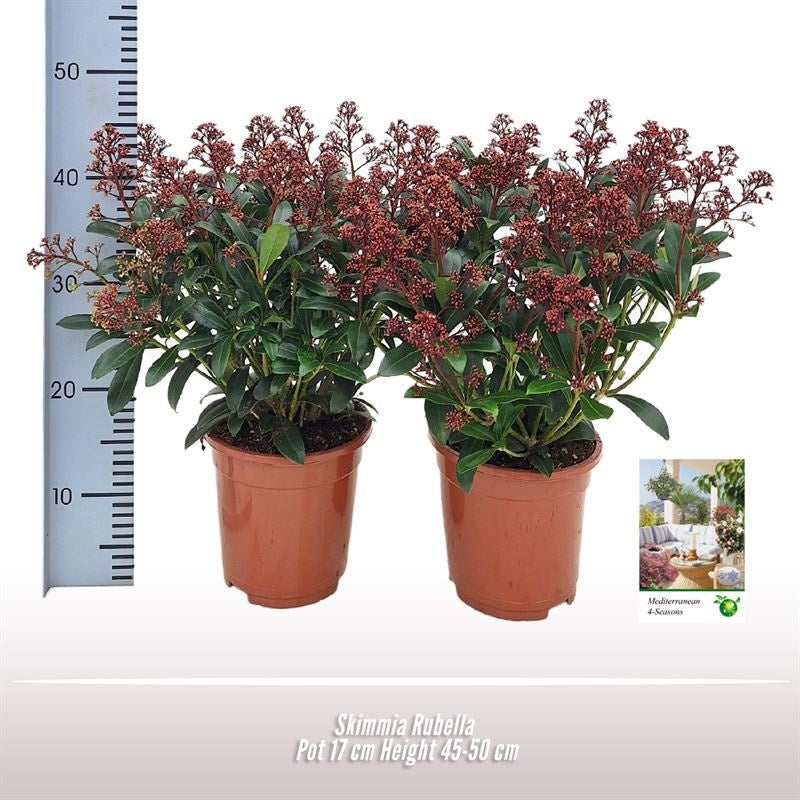 
                  
                    Skimmia japonica Rubella, format 50 cm en pot de culture de 17 cm — lot de 24 plantes
                  
                